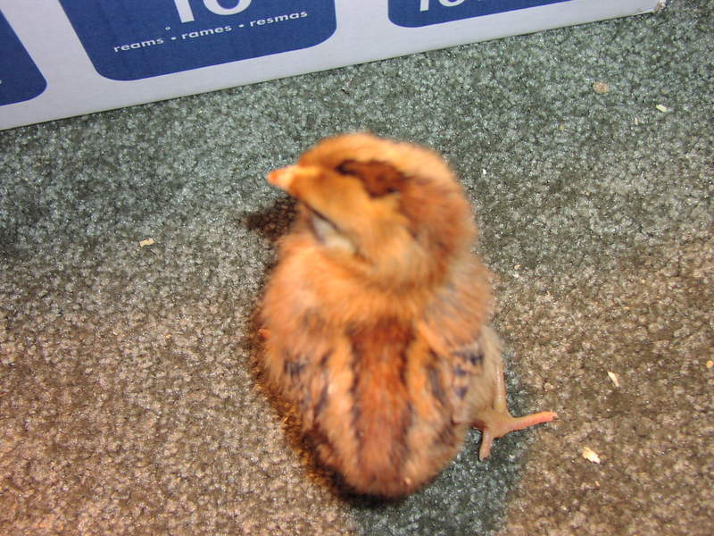 Rhode Island Red Chicks1.jpg