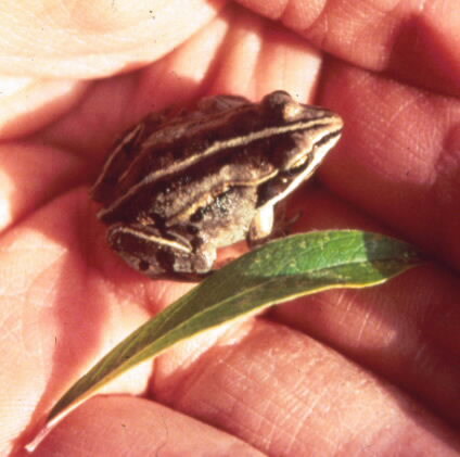Wood Frog.jpg