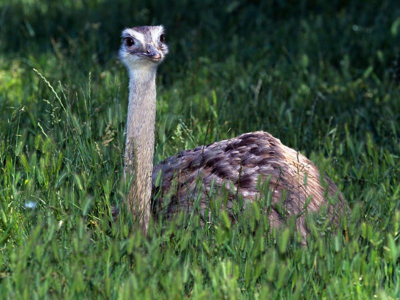 Baby Ostrich.jpg