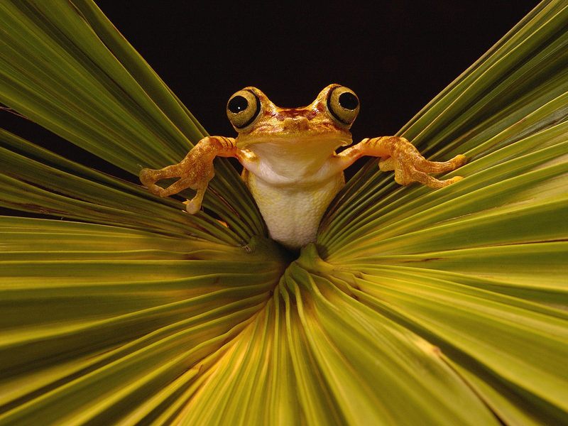 Chachi Tree Frog Choco Rainforest Ecuador.jpg