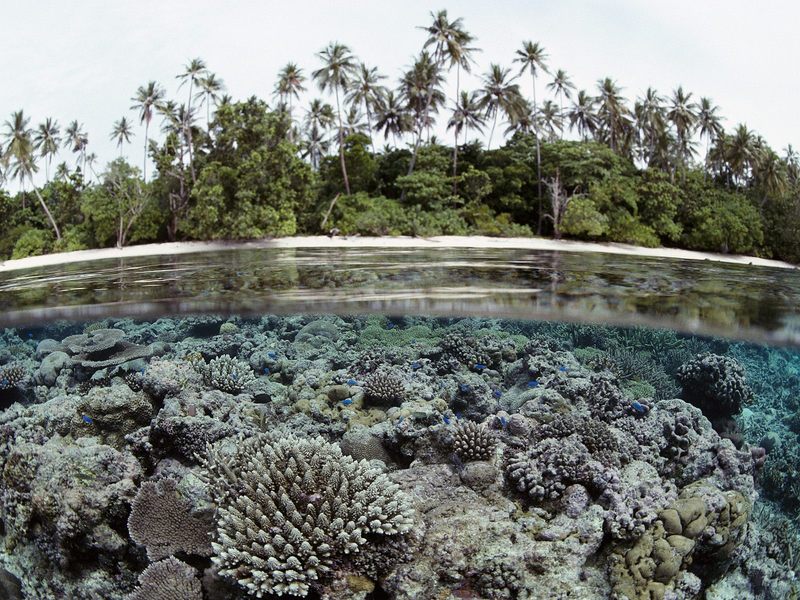 Coral Reef Solomon Islands.jpg