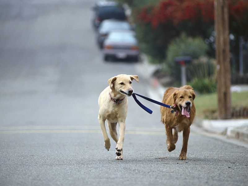 Dog Walking Golden and Yellow Labrador Retriever Mix.jpg