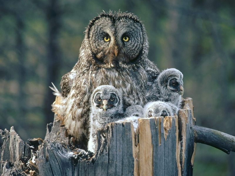 Great Gray Owl With Owlets Idaho.jpg