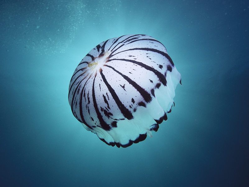 Purple-Striped Jellyfish Southern California.jpg