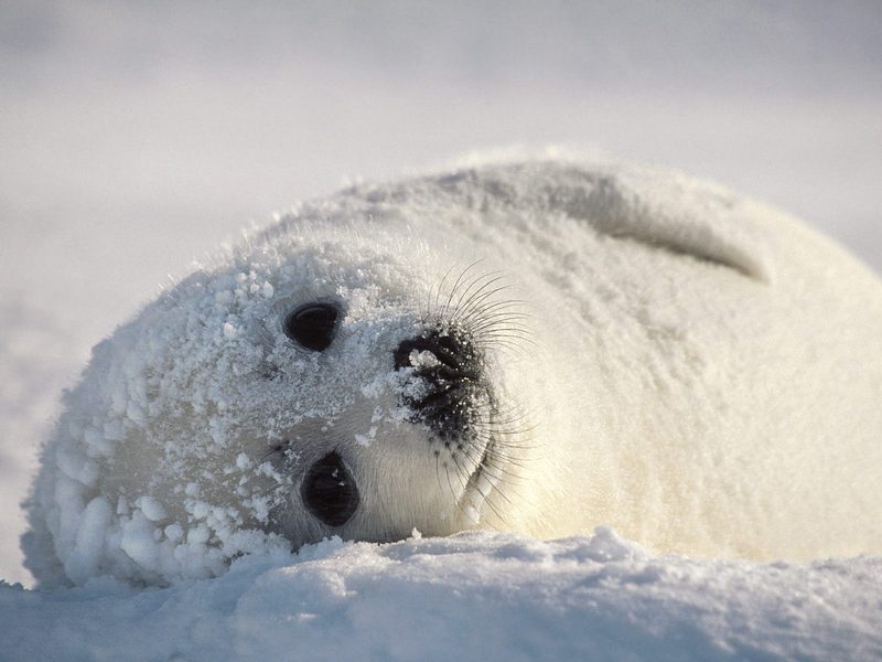 Snow Bed Harp Seal.jpg