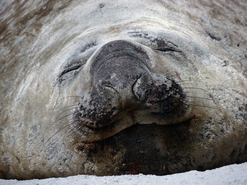 Southern Elephant Seal Falklands.jpg
