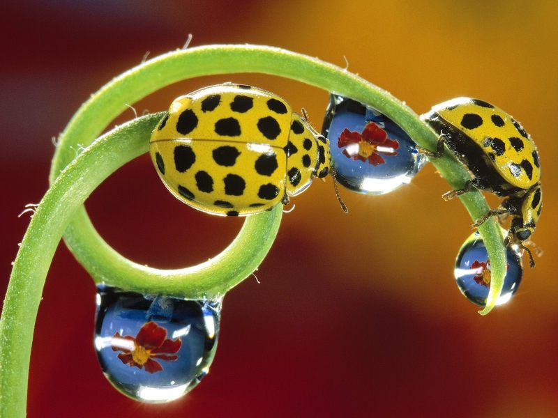 Twenty-Two-Spotted Ladybird Beetles.jpg
