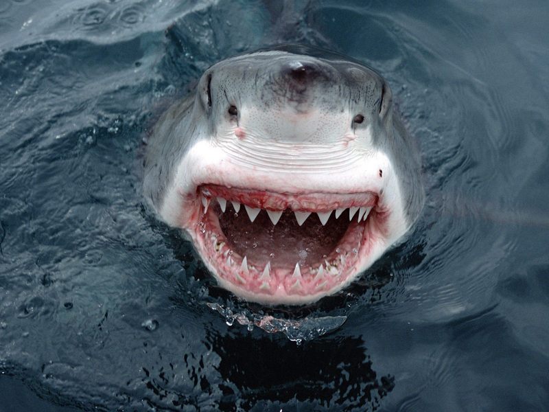 Yipes Great White Shark South Australia.jpg