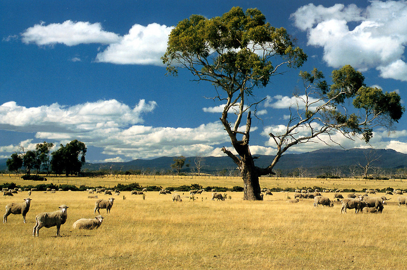 rural australia.jpg