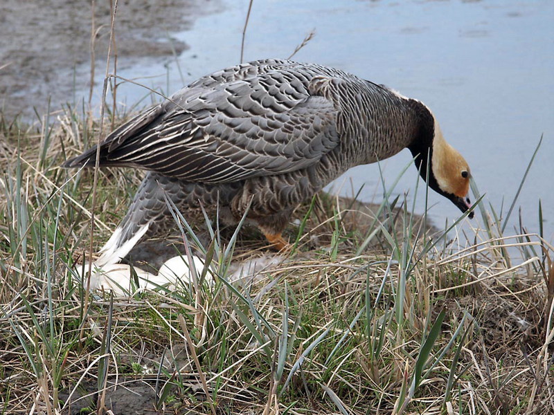 Emperor Goose at Nest with Eggs.jpg