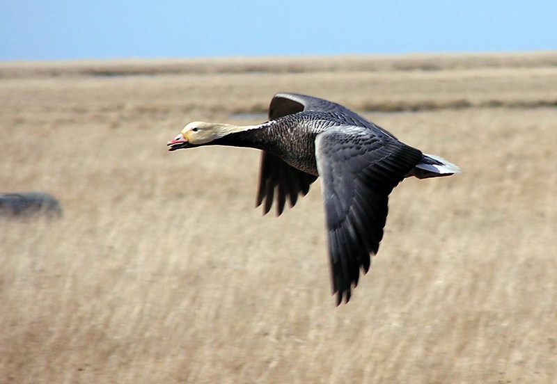 Emperor Goose in Flight.jpg