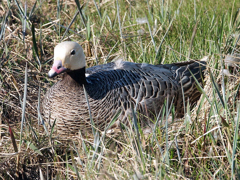 Emperor Goose on Nest.jpg