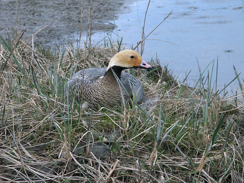 Emperor Goose on Nest.jpg