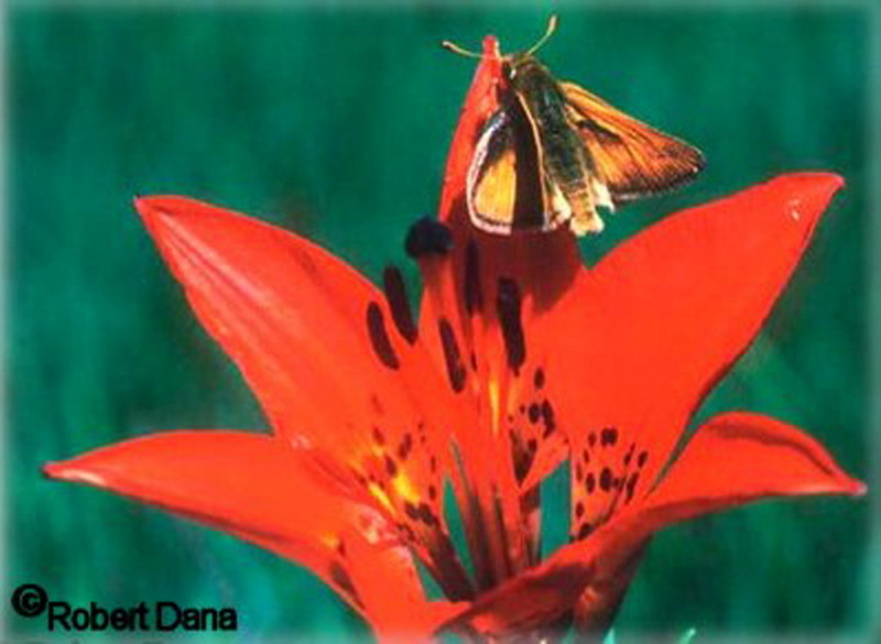 Dakota Skipper Butterfly.jpg