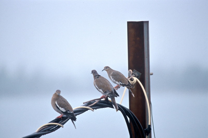 White-winged Doves.jpg