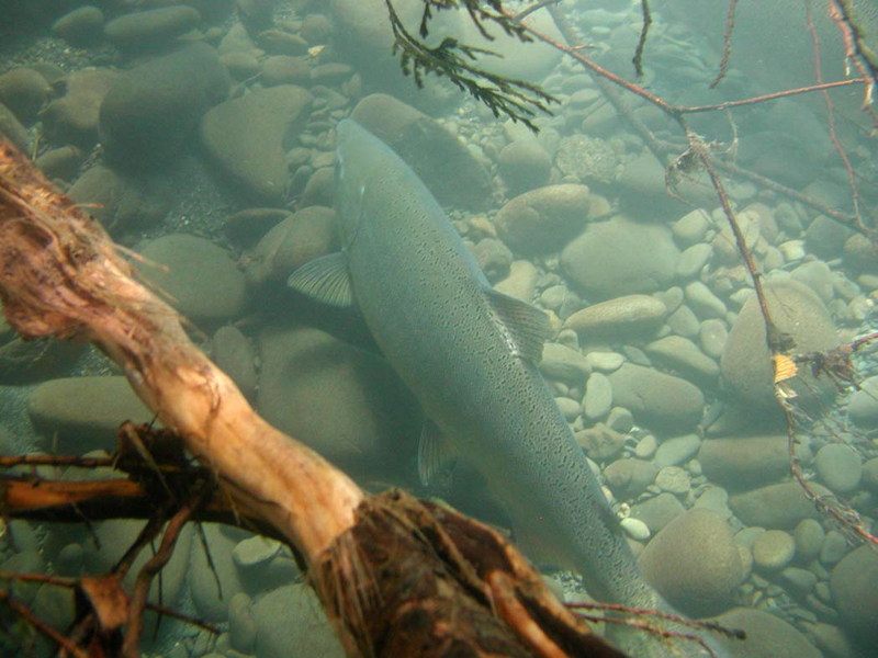 Adult Chinook Salmon in Elwha.jpg