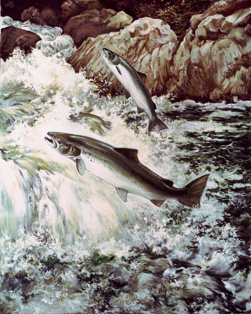 Atlantic Salmon.jpg