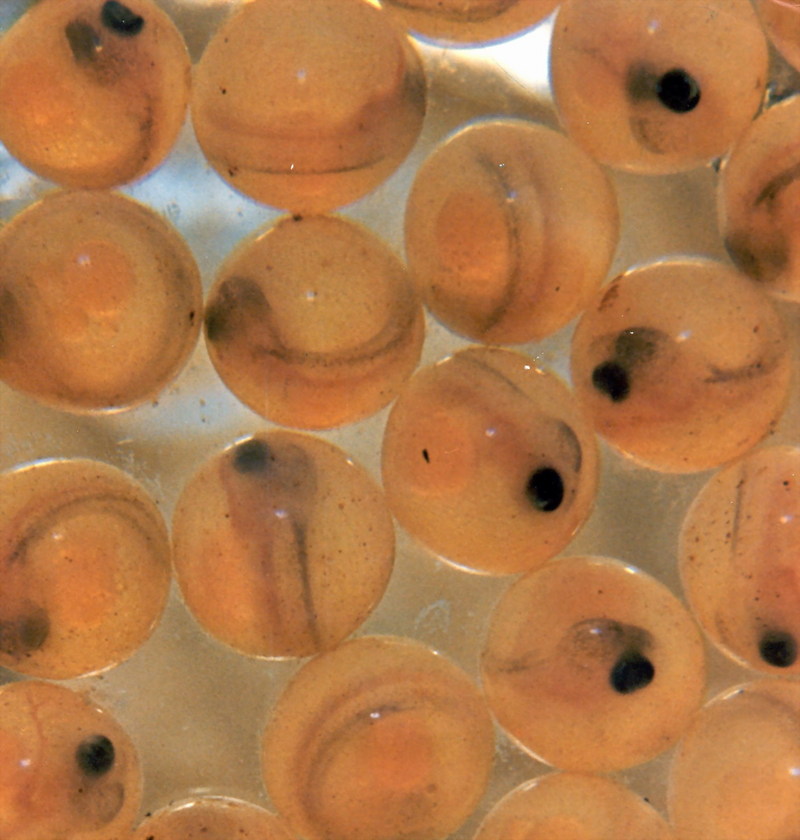 Atlantic Salmon eggs.jpg