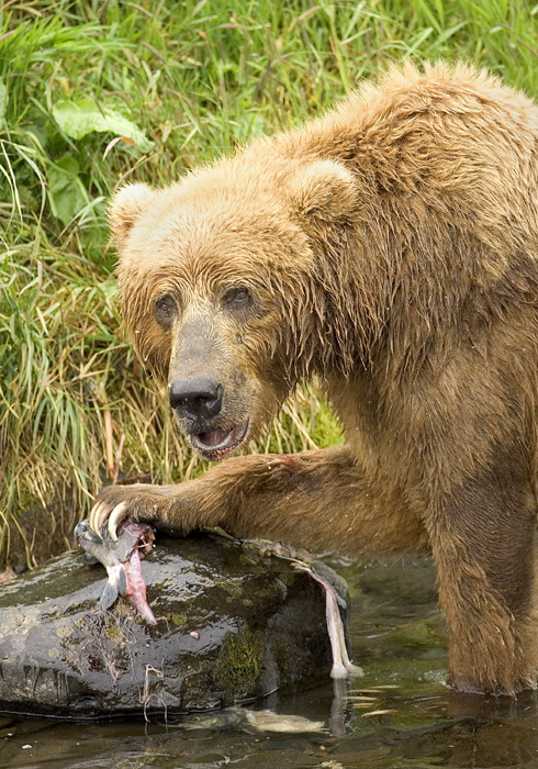 Brown Bear Feeding on Salmon.jpg