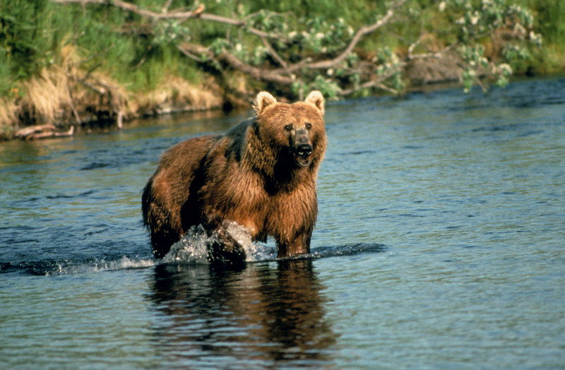 Brown Bear in Creek.jpg