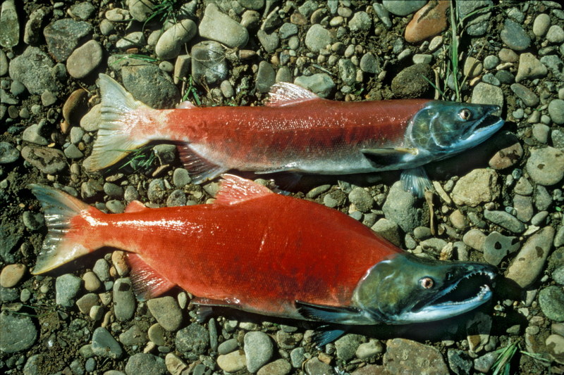 Male and Female Red Salmon or Sockeye Salmon Specimens.jpg