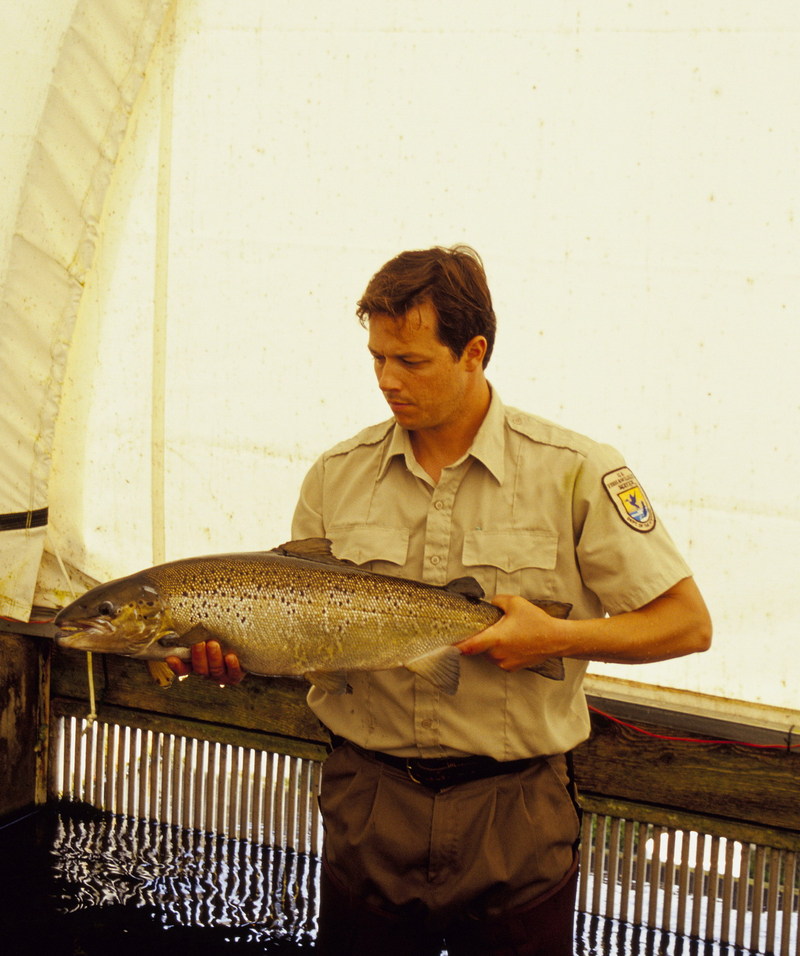 Nashua Hatchery Employee with Atlantic Salmon.jpg