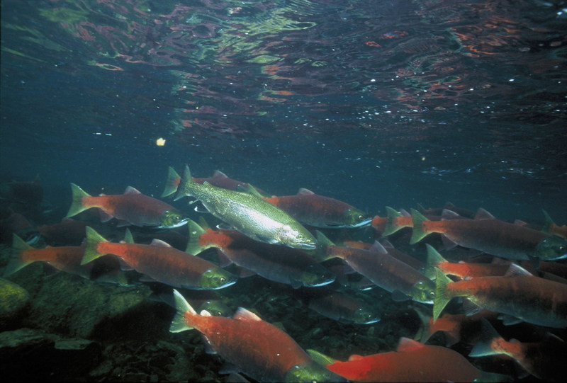 Rainbow Trout with Red Sockeye Salmon.jpg