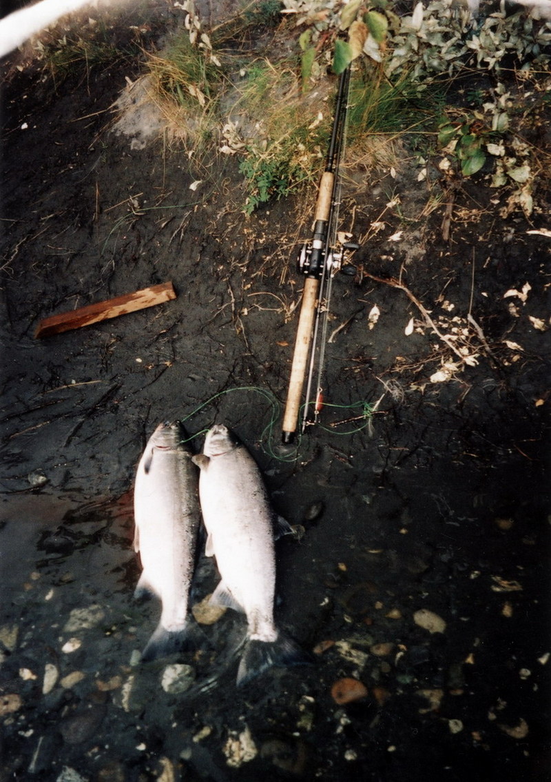 Silver Salmon or Coho Salmon Catch.jpg