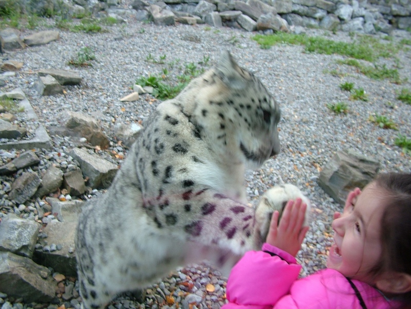 Snow Leopard and girl playing.jpg