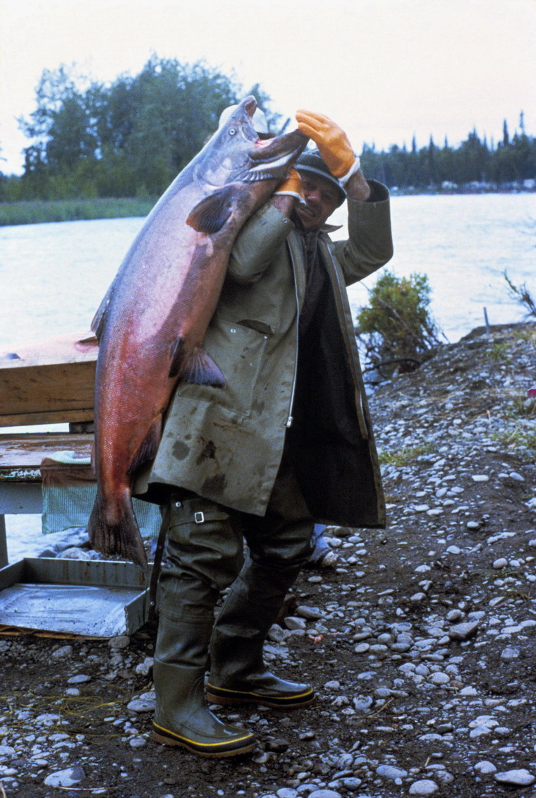 WO 3780 King Salmon.jpg