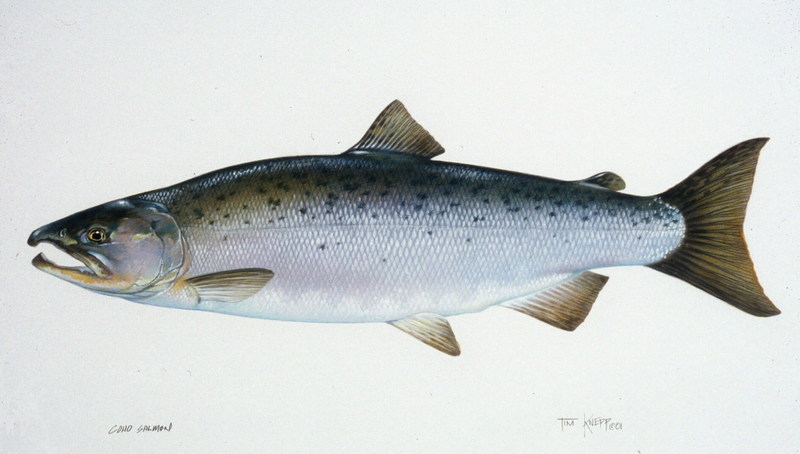WOART-44   Coho Salmon.jpg