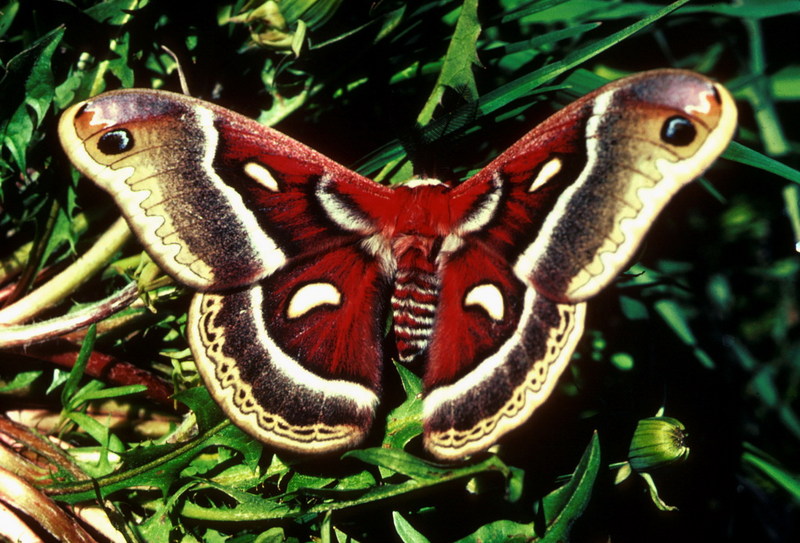 Cecropia Moth.jpg