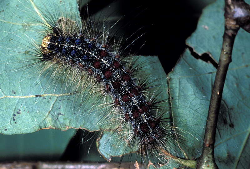 Gypsy Moth Caterpillar.jpg