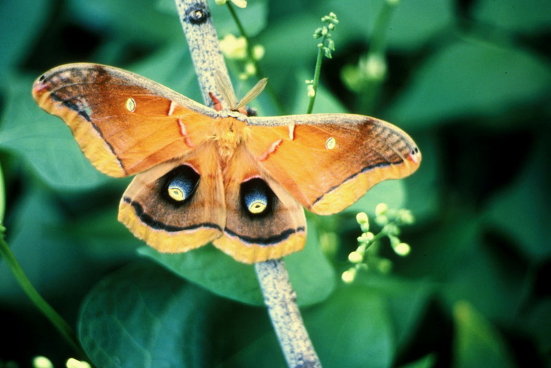 Polyphemus Moth.jpg
