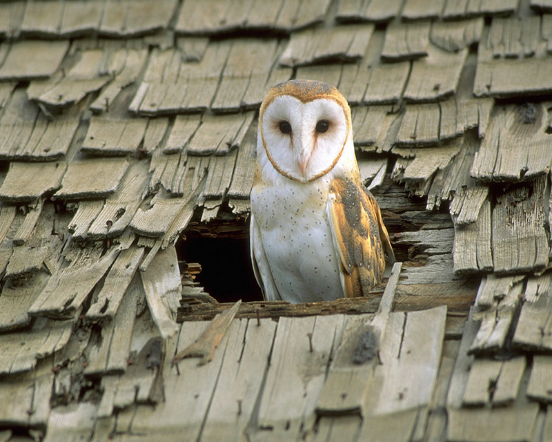 barn Owl in Roof Hole.jpg