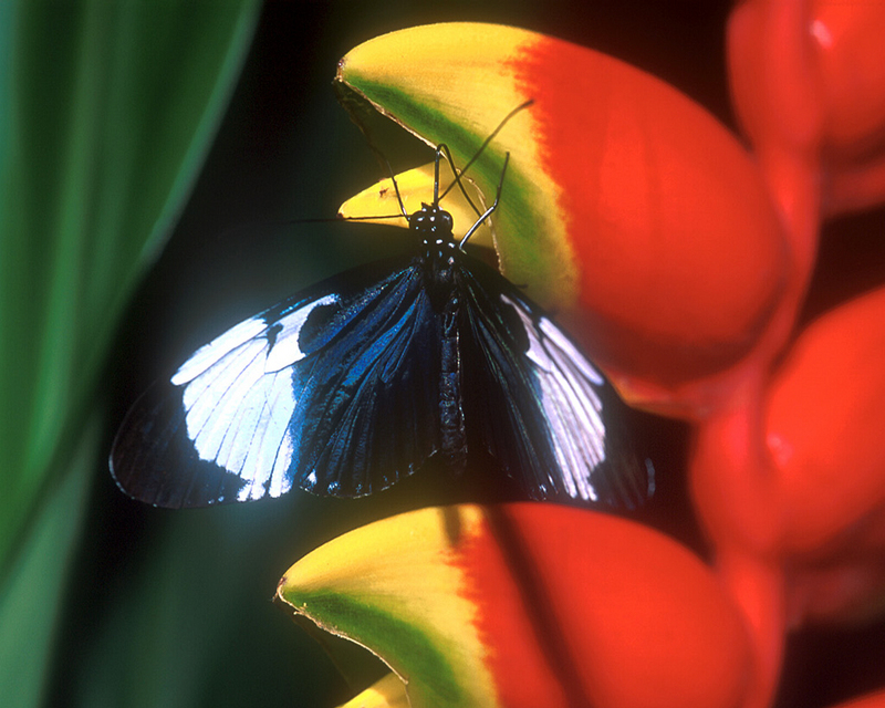 Blue and White Longwing.jpg