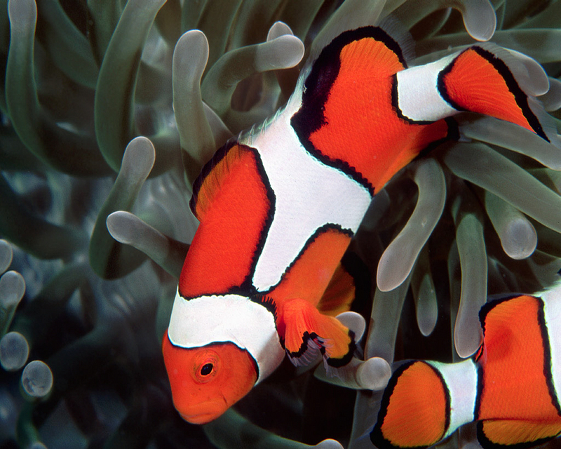 Clownfish and Anemone.jpg