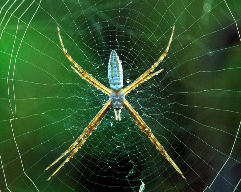 Dewy Web Orb Weaver Spider.jpg