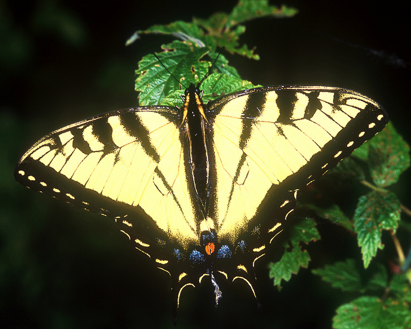 Eastern Tiger Swallowtail.jpg