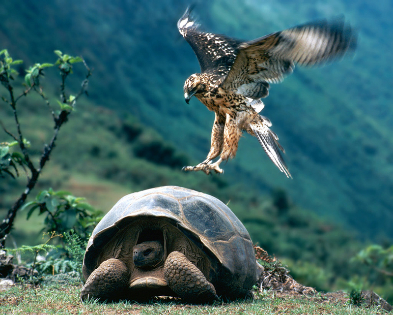 Galapagos Hawk and Tortoise.jpg