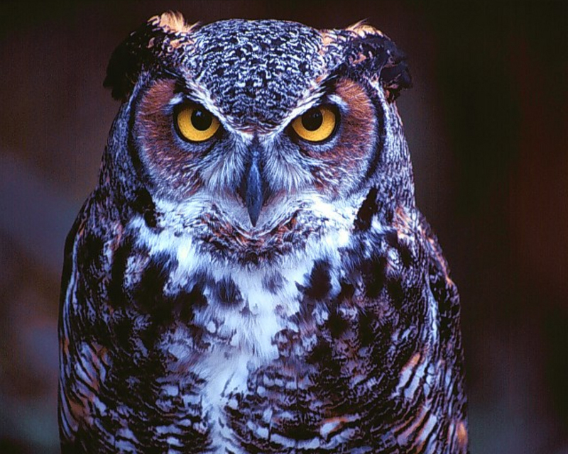 Great Horned Owl001.jpg