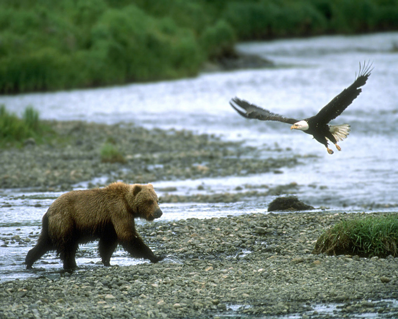 Grizzly Bear and Bald Eagle.jpg