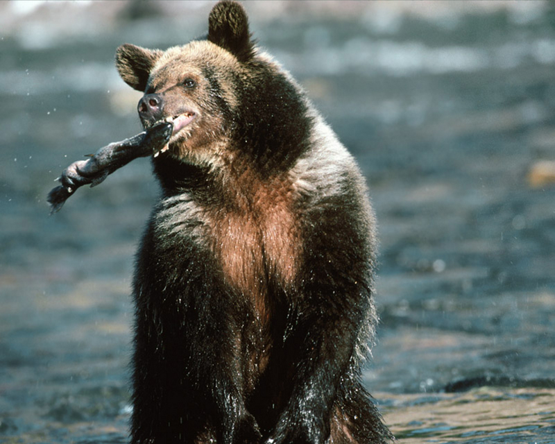 Grizzly Bear trout fishing.jpg