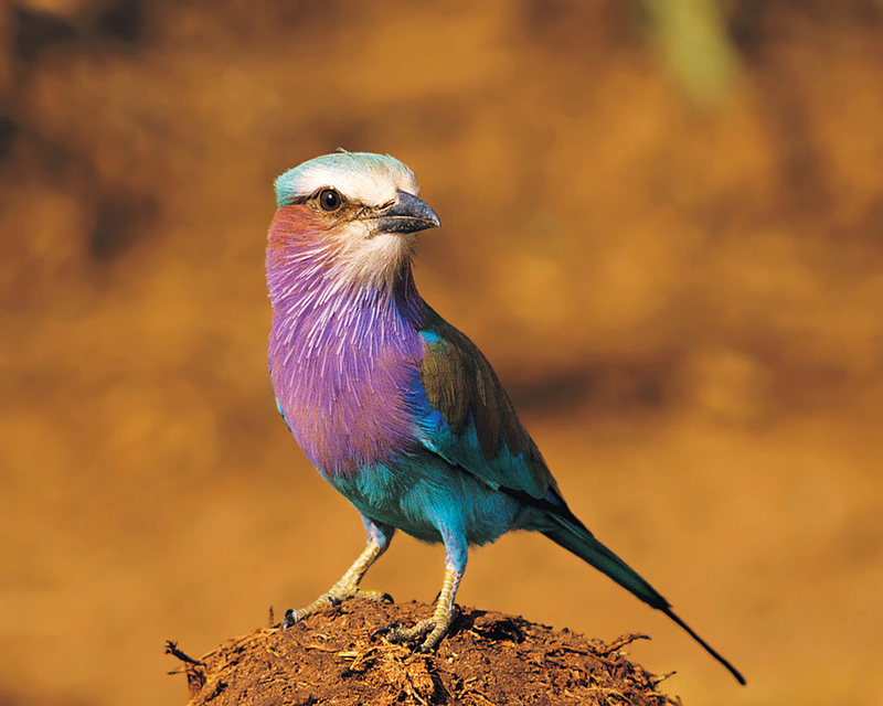 Lilac-Breasted Roller.jpg