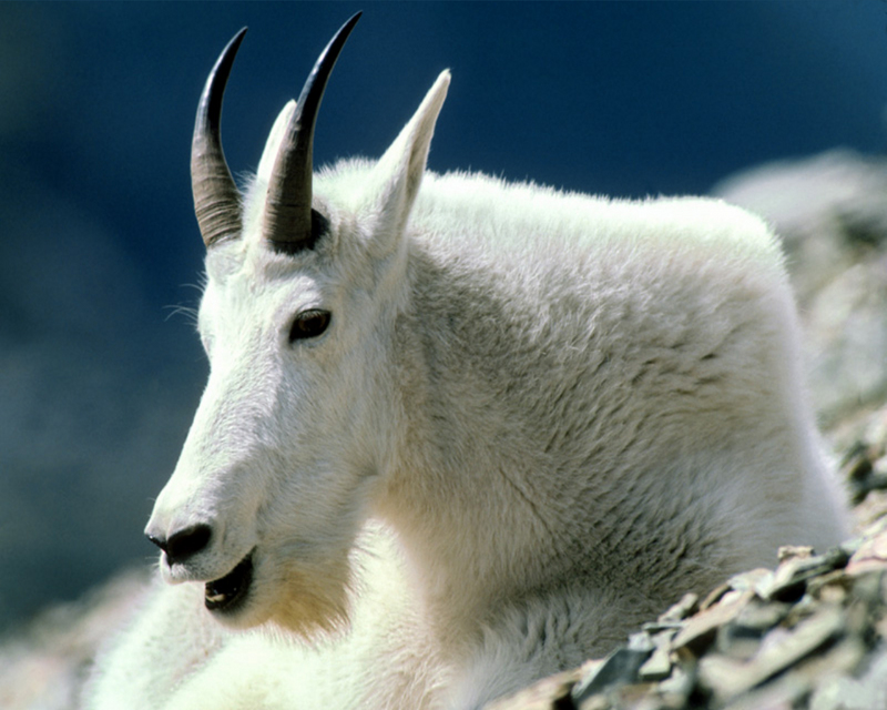 Mountain Goat.jpg