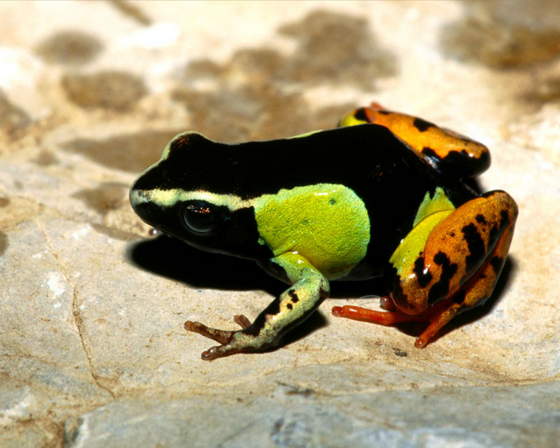 Painted Mantella Frog.jpg