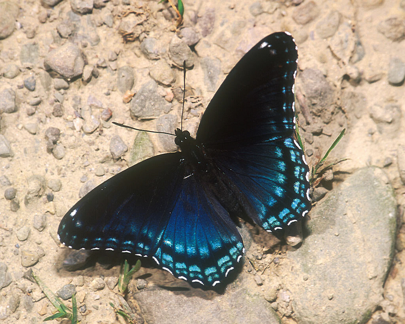 Red Spotted Purple.jpg