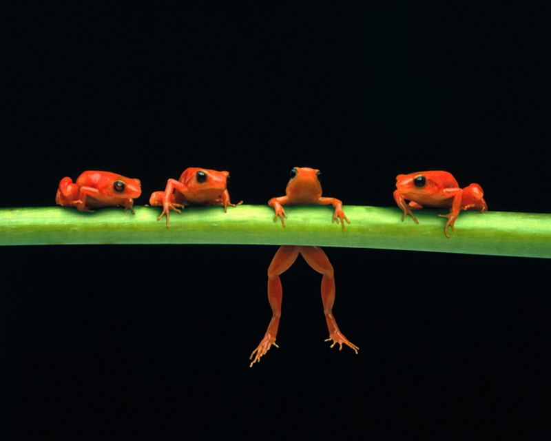 Red Tree Frogs.jpg