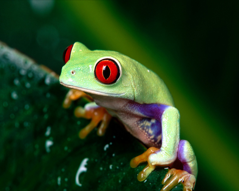 Red-Eyed Tree Frog 1.jpg