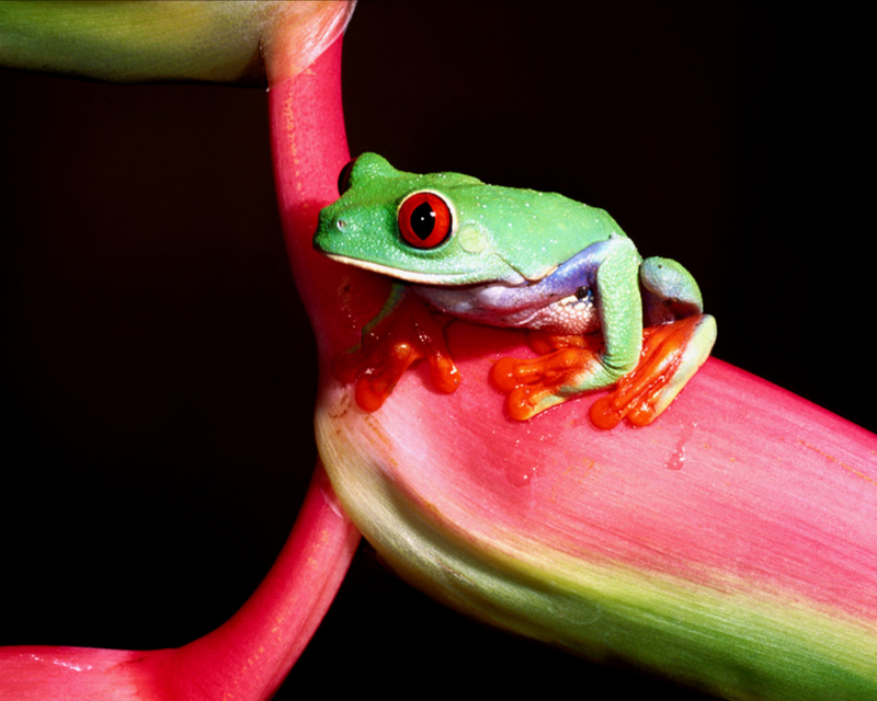 Red-Eyed Tree Frog 2.jpg